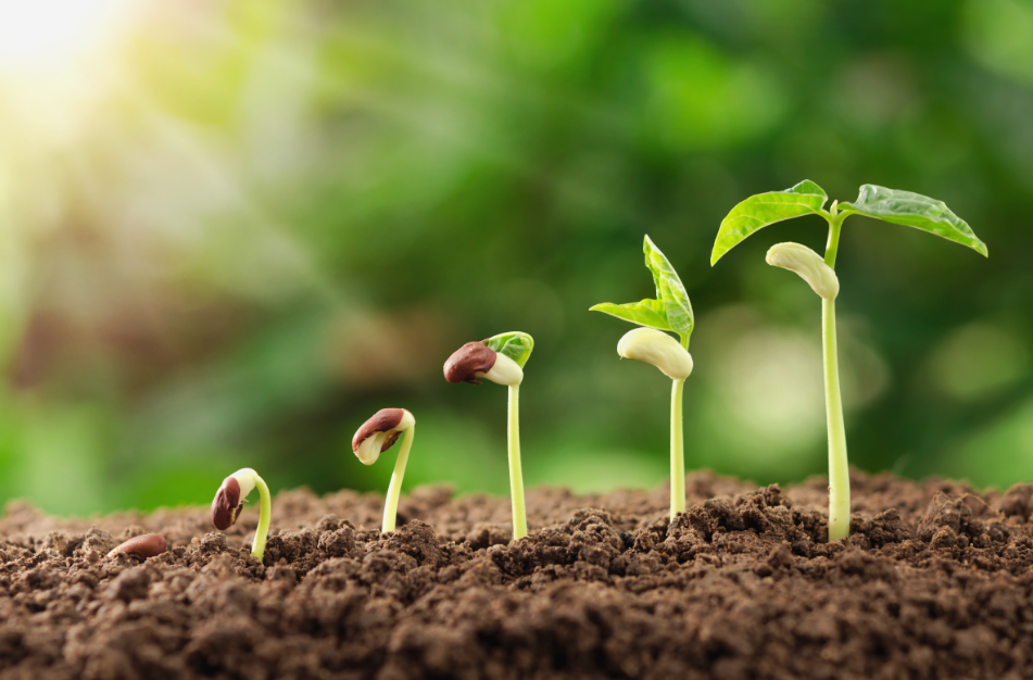 Plant Growth and Growing Process   